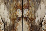 Polished Petrified Wood Bookends - Washington #382139-2